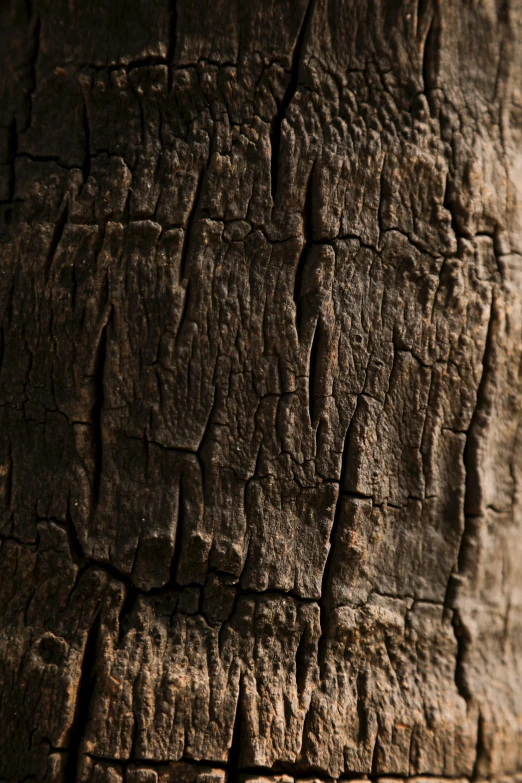 the bark of a tree showing brown patches