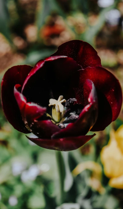 a single red flower is growing in the garden