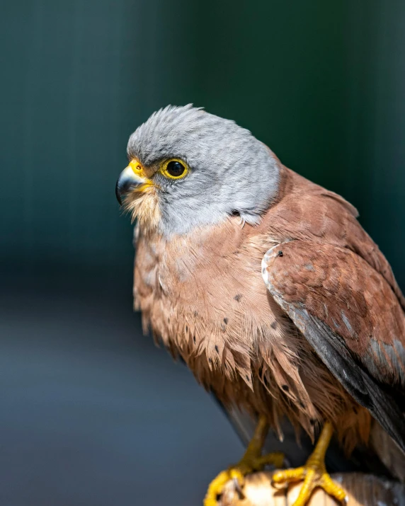 a bird with a yellow and gray head perched on a piece of fruit