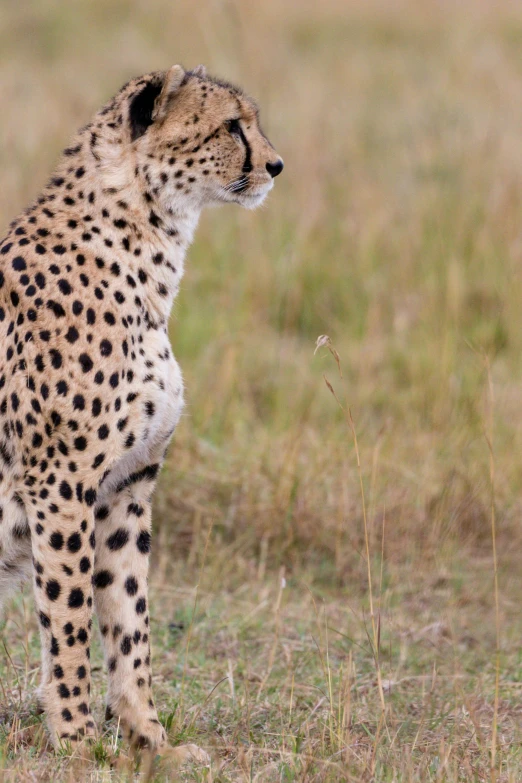 a cheetah sitting on the ground with grass in the background