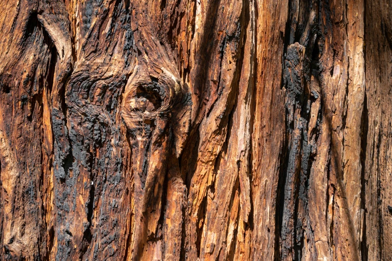 a close up of the wood of a dead tree