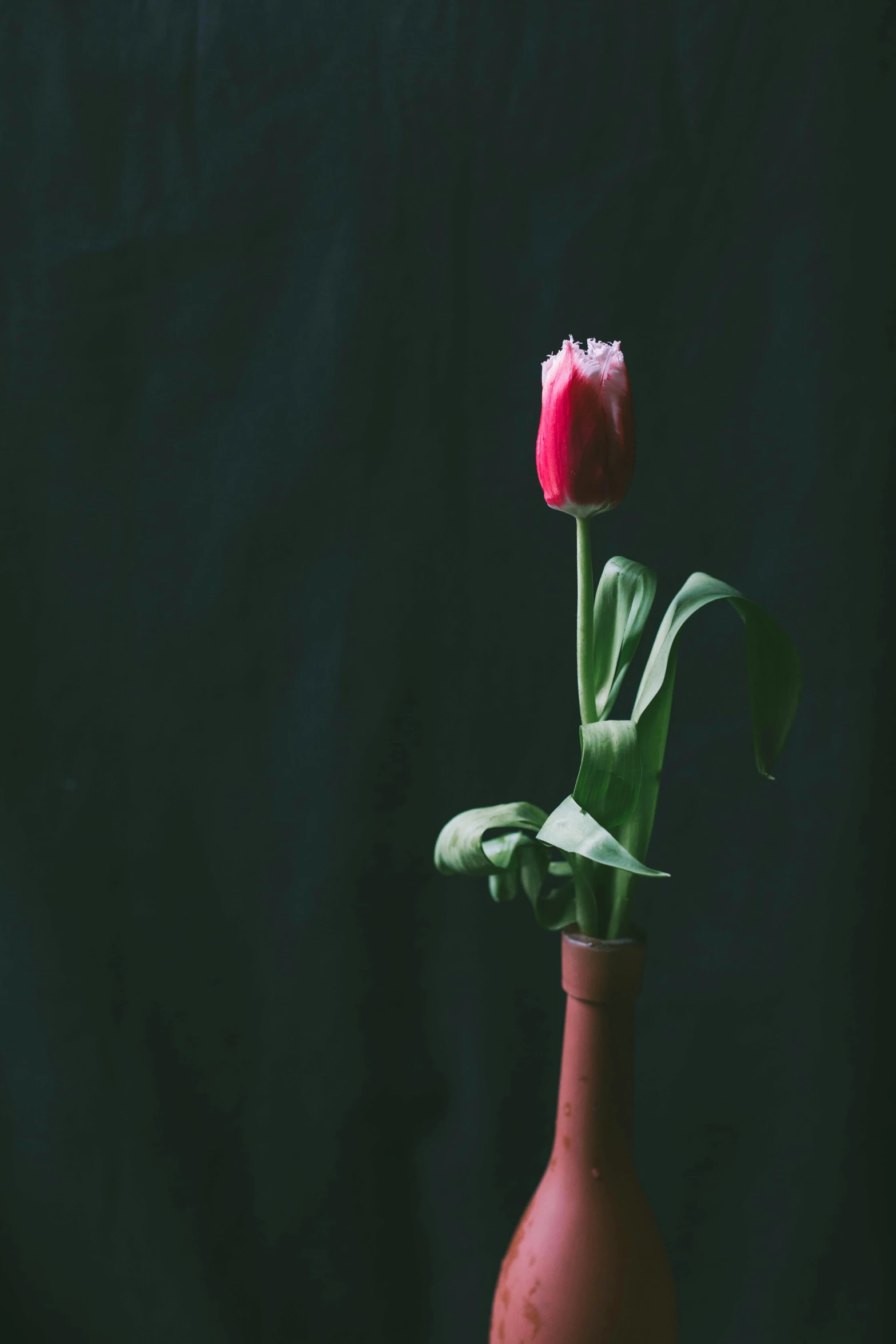 a pink flower in a glass vase on a table