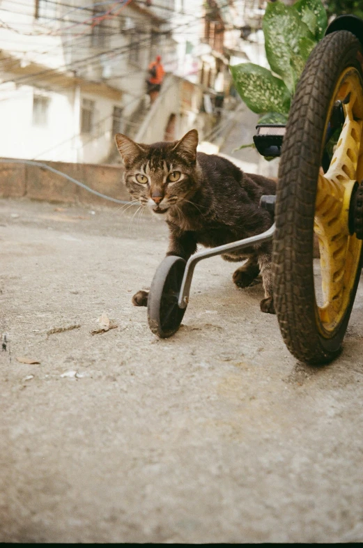 there is a cat that is standing on a bicycle tire
