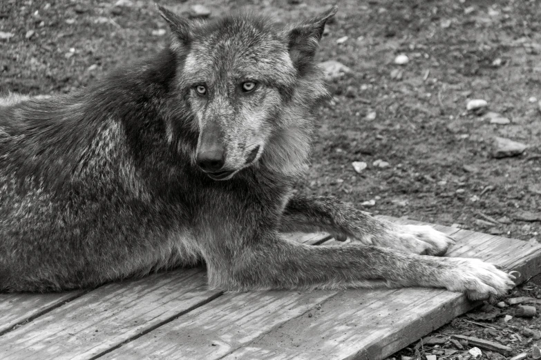 a wolf that is sitting on some wood