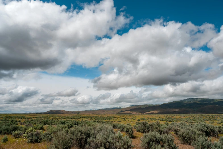 a field of plants with a cloudy sky in the background