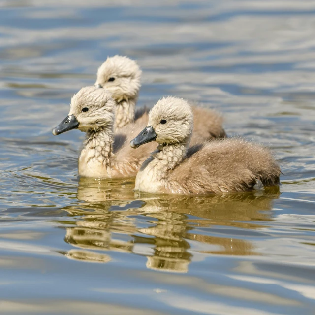 two baby ducklings are swimming in the lake