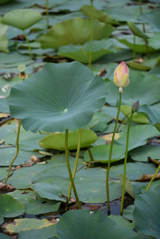 there are three lotus flowers that are in the water