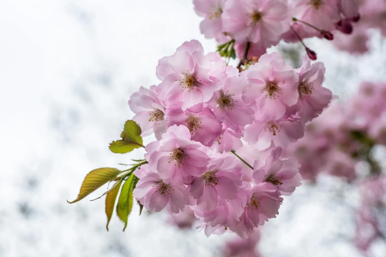 a nch with pink flowers in the spring