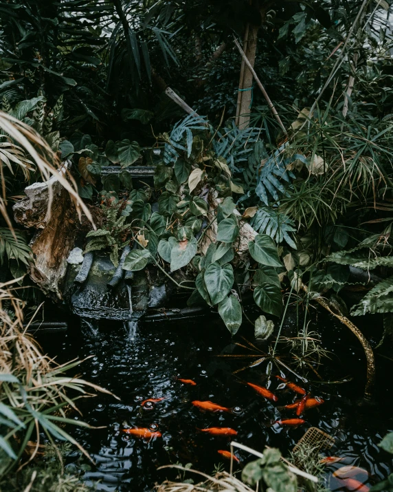 group of fish in a pond in the woods