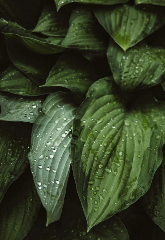 a bunch of green leaf covered with rain