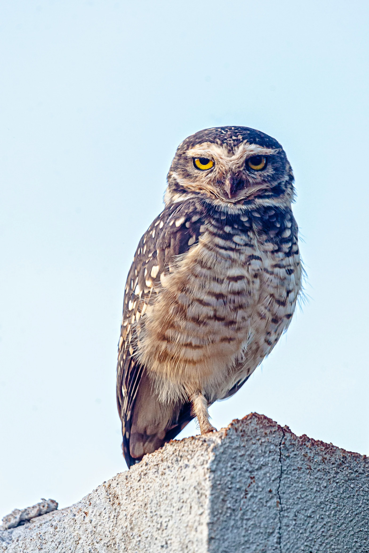 a large owl with orange eyes perches atop a block