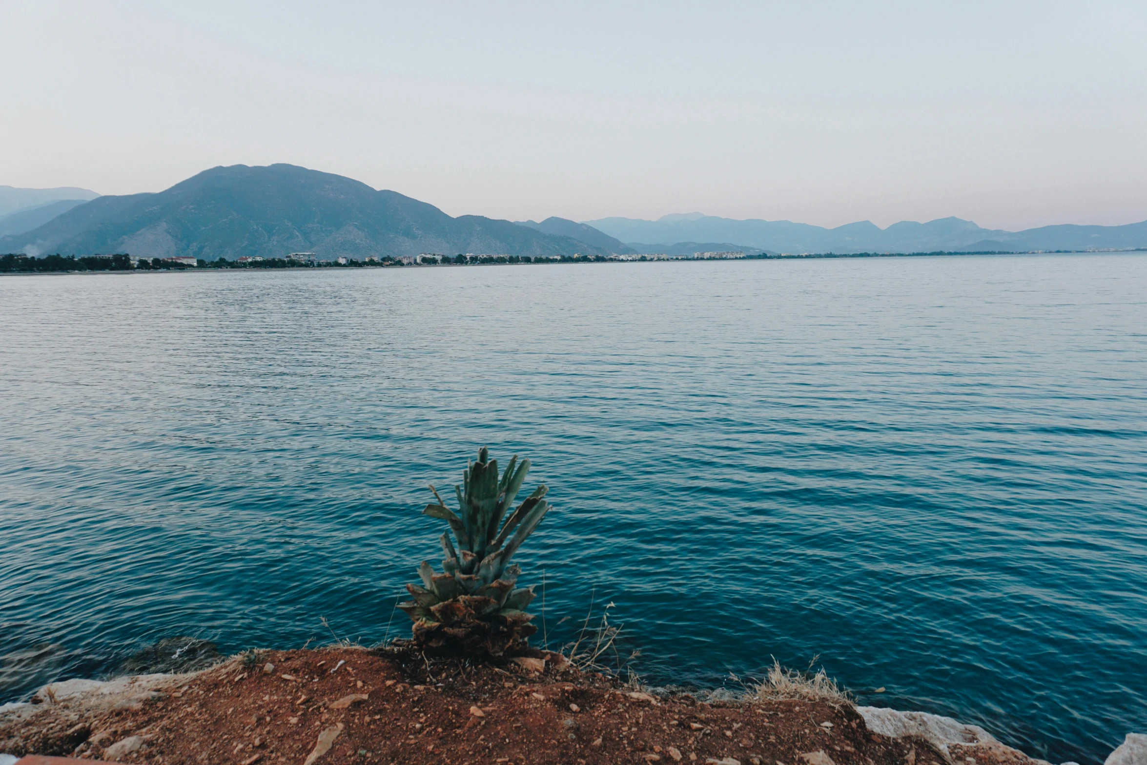 a lone cactus sitting by the side of a body of water