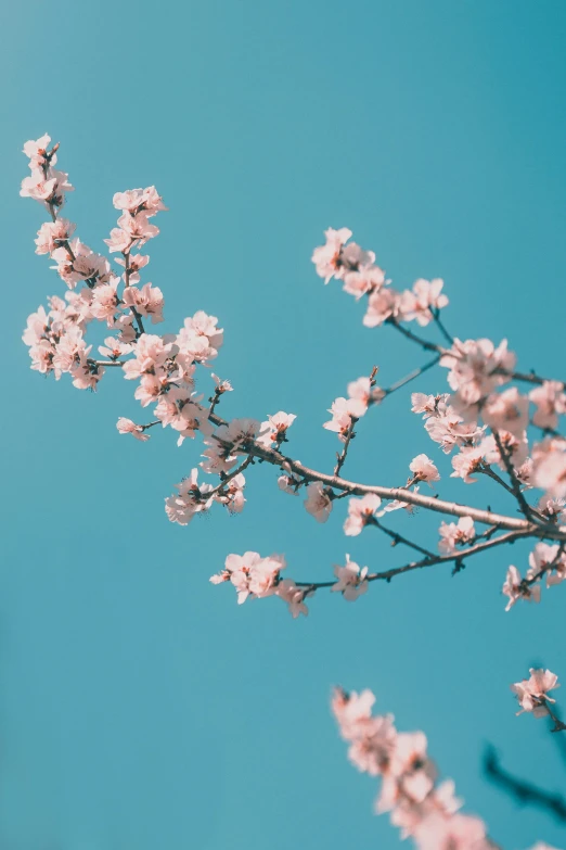 an image of the nch of blossom on a tree