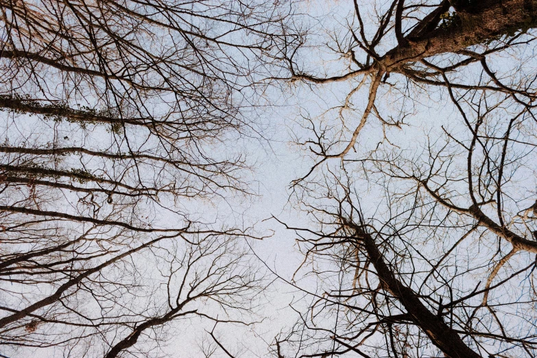 looking up at several trees without leaves in a forest