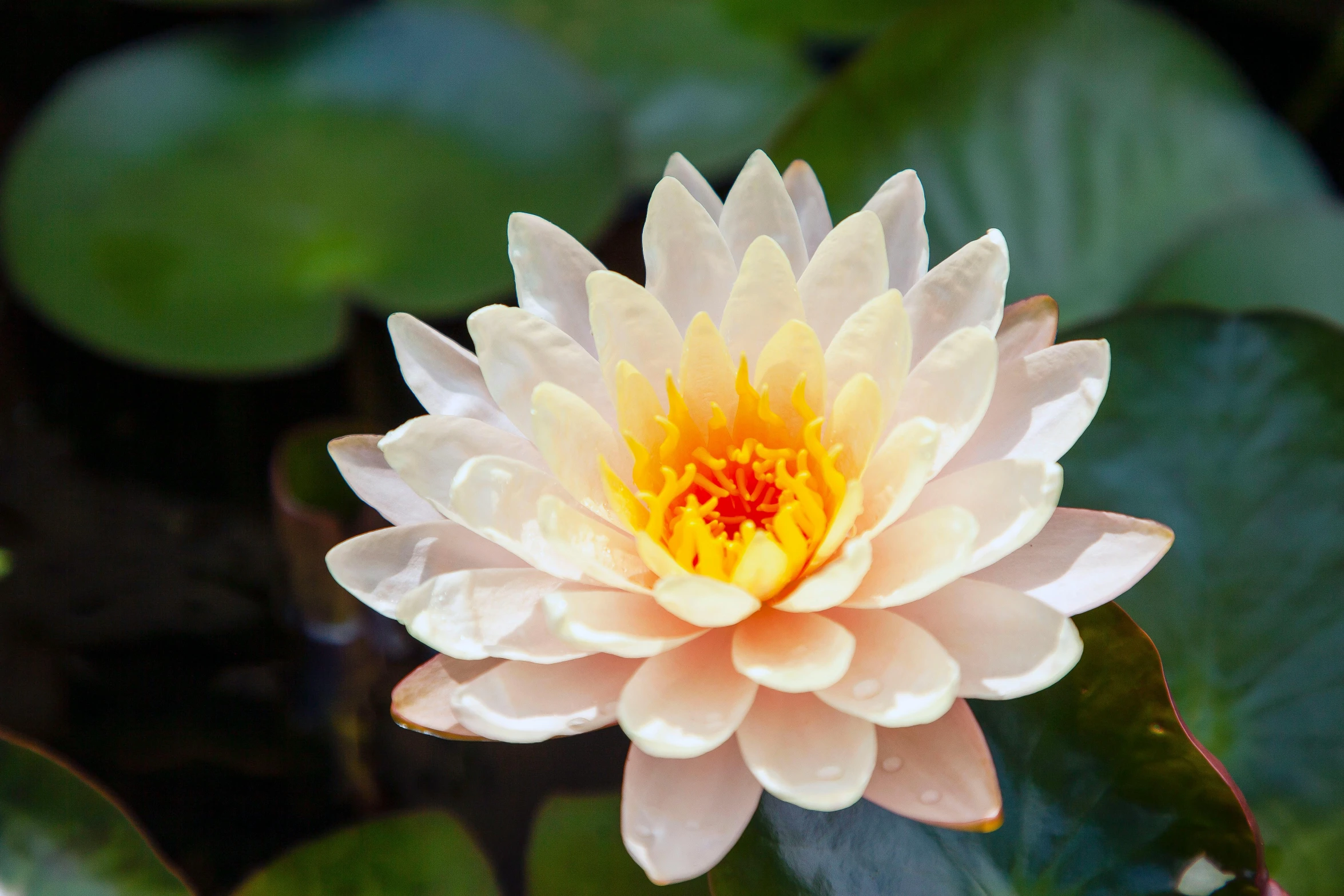 white and yellow water lily with leaves