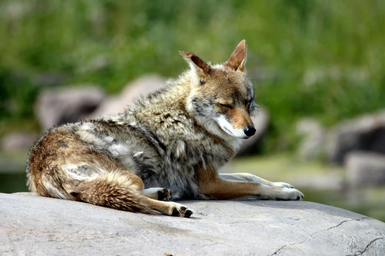 a wolf rests on the edge of a boulder