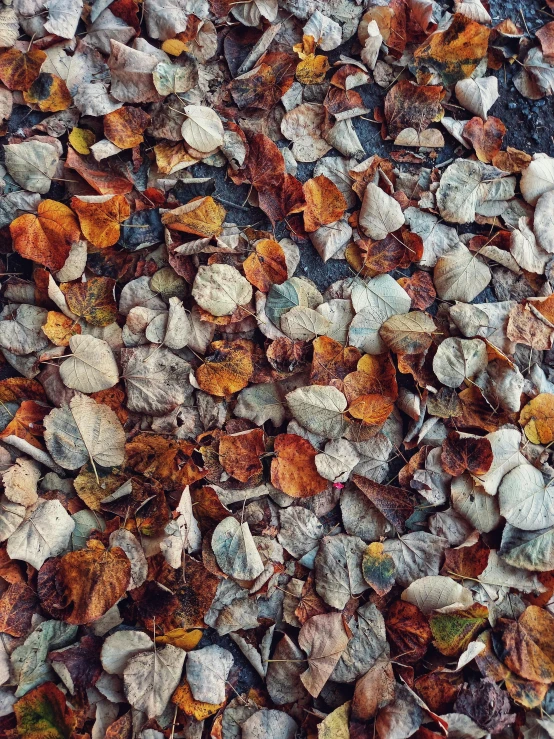 several colorful leaves are lying on the ground