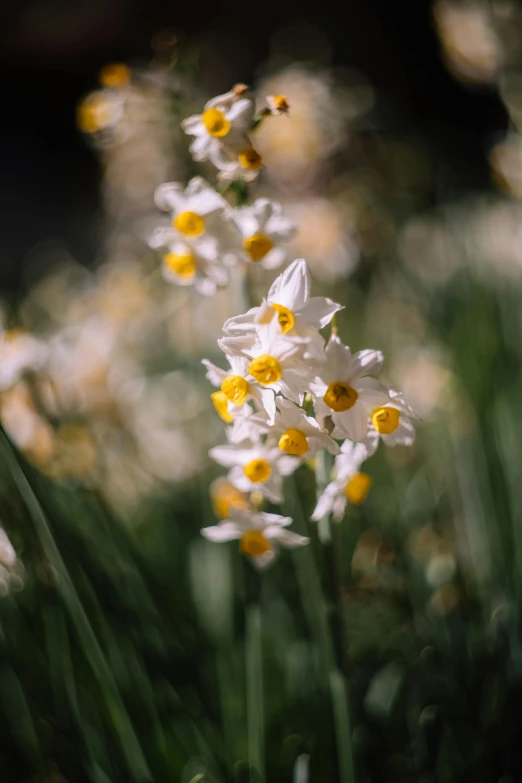 white and yellow flowers growing in a field