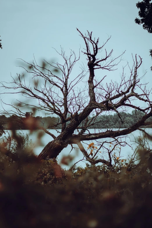 trees without leaves with a body of water in the background