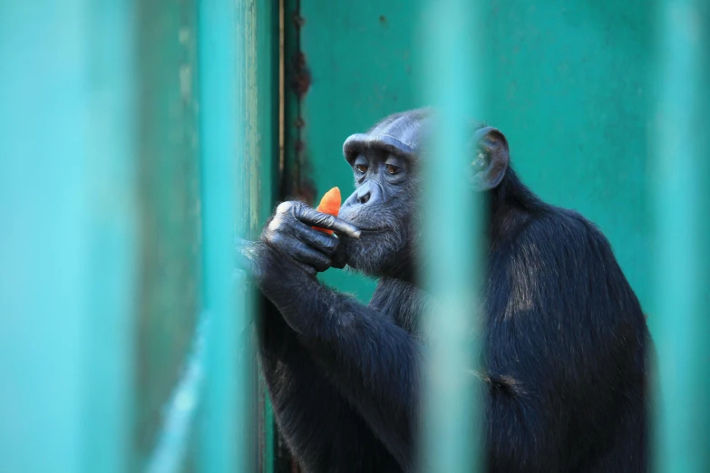 a small animal eating a snack in its cage