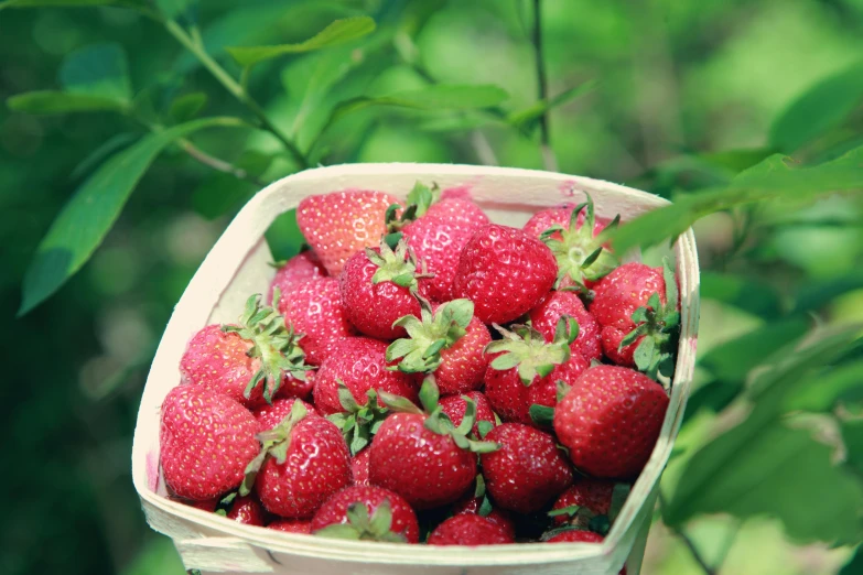 a basket filled with strawberries near trees