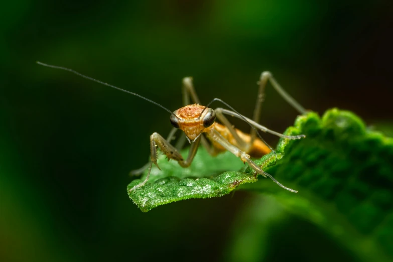 an orange and white bug sitting on top of a green leaf