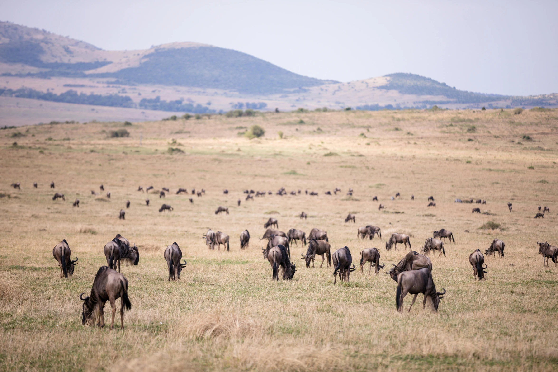 an area of open space with a herd of wild animals grazing in it