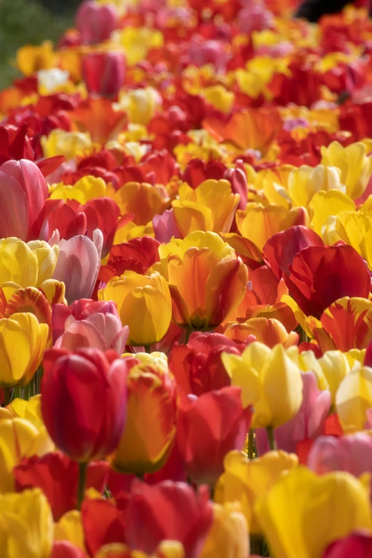 many rows of colorful flowers in the middle of a field