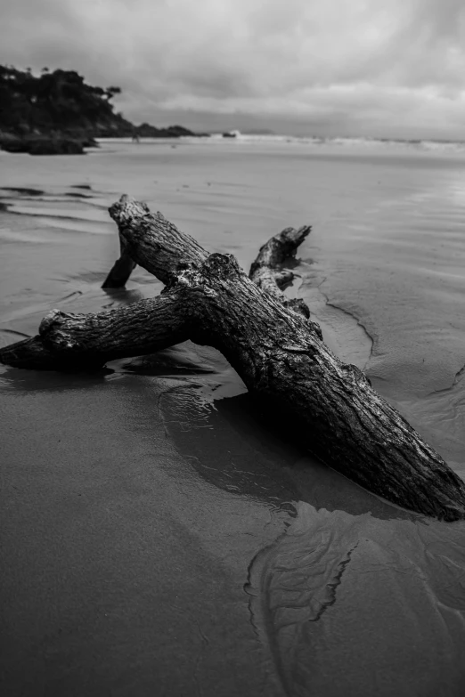 large tree nch lying on beach next to ocean