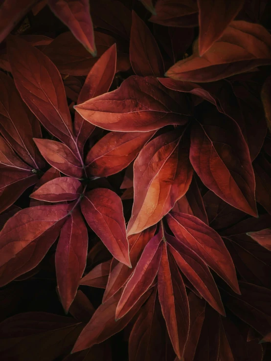 the back side of a bunch of purple and red leaves
