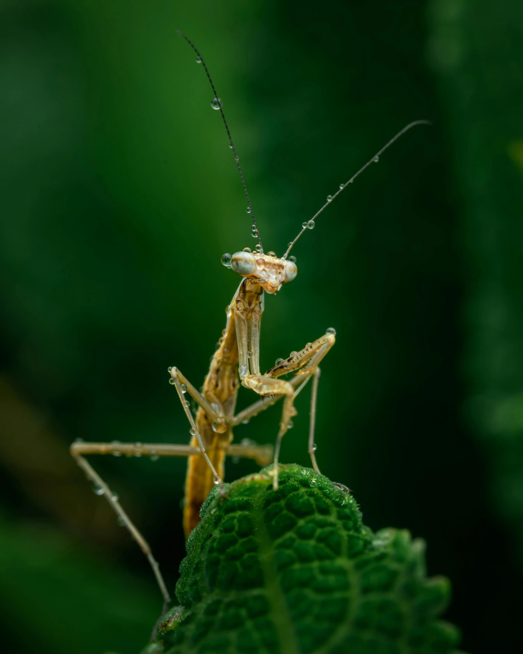 a couple of small bugs standing on top of a green leaf