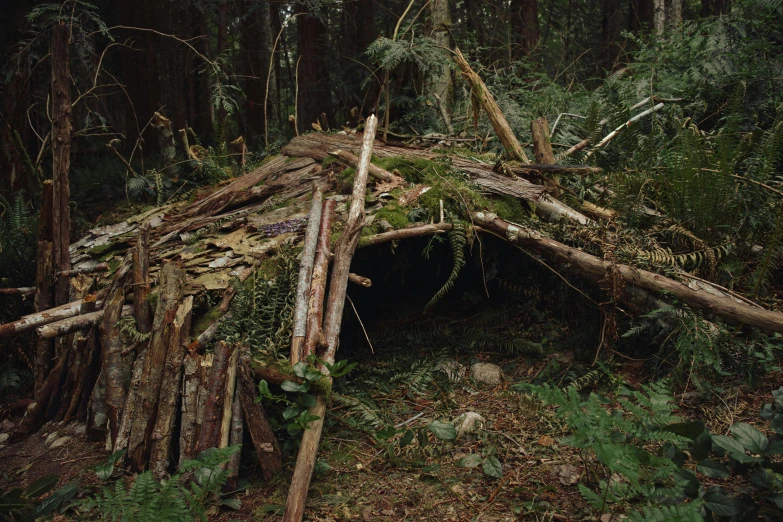 a small shelter in the middle of a forest