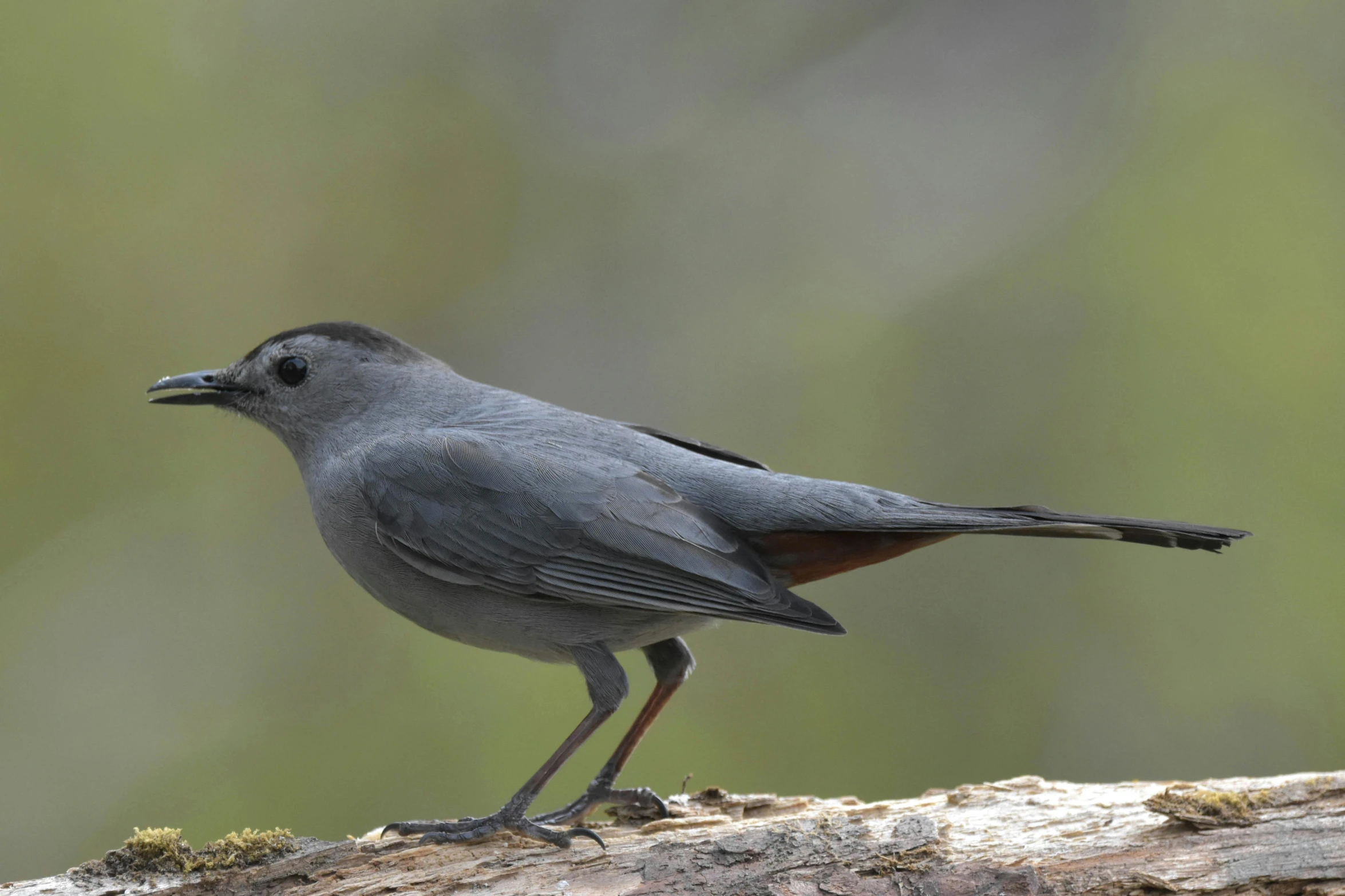 a small bird is standing on a tree limb