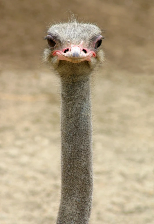 an emu bird is looking towards the camera