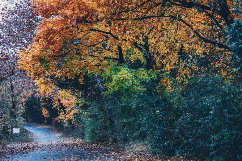 colorful tree foliage on an empty path in autumn