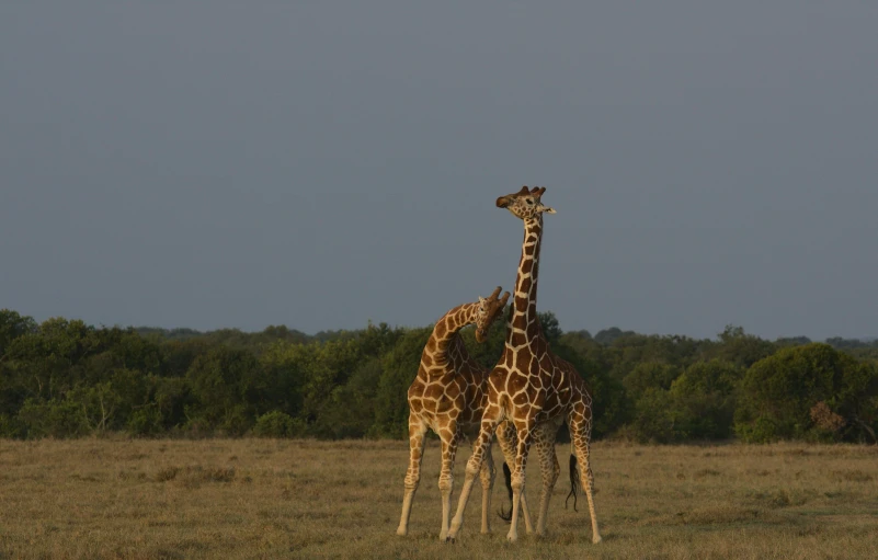 two giraffes are standing next to each other in the wild