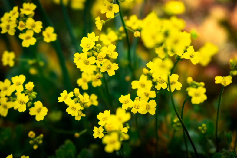 some yellow flowers are in full bloom in the sun