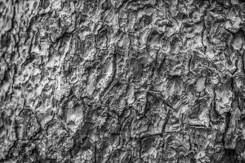 a tree is close up and it has very texture