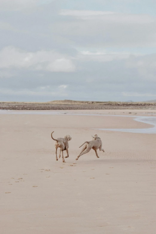 two dogs are running on a beach with sand