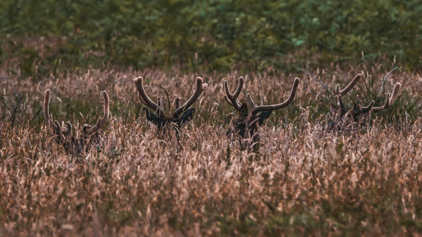 some deers standing in a field of tall grass