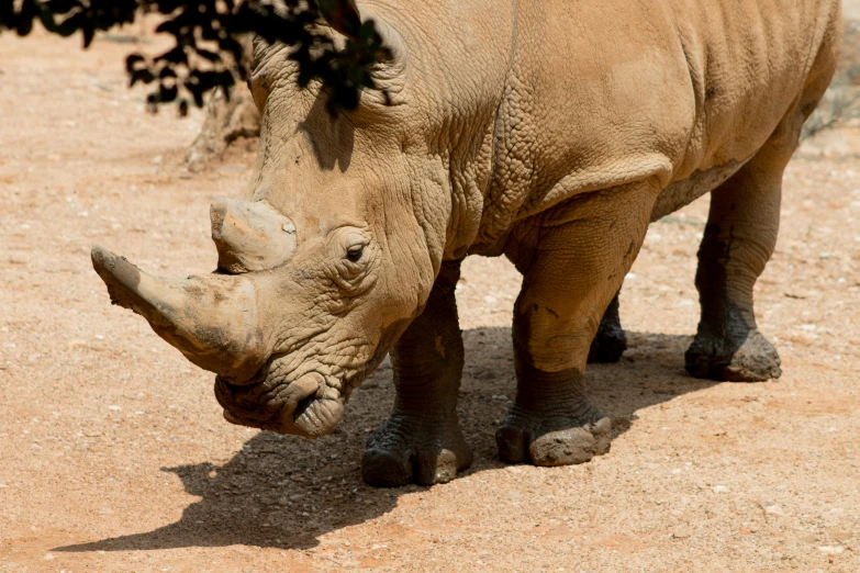 an african rhino grazes for food on the plain