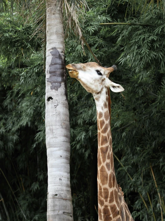 giraffe licking a tree with its tongue sticking out