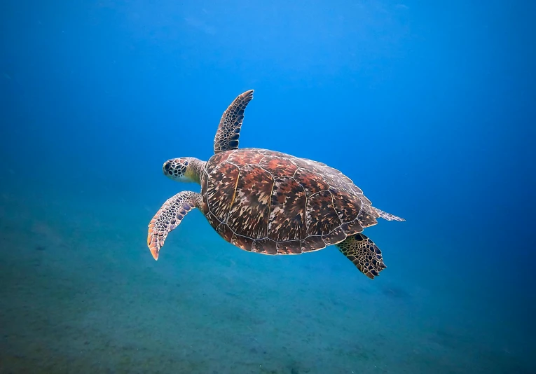 a sea turtle is swimming over the ocean floor