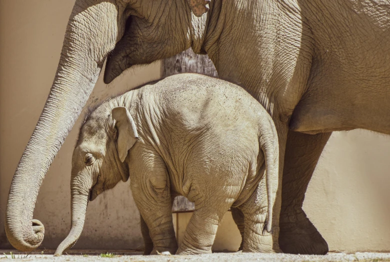 an adult and a baby elephant walking next to each other