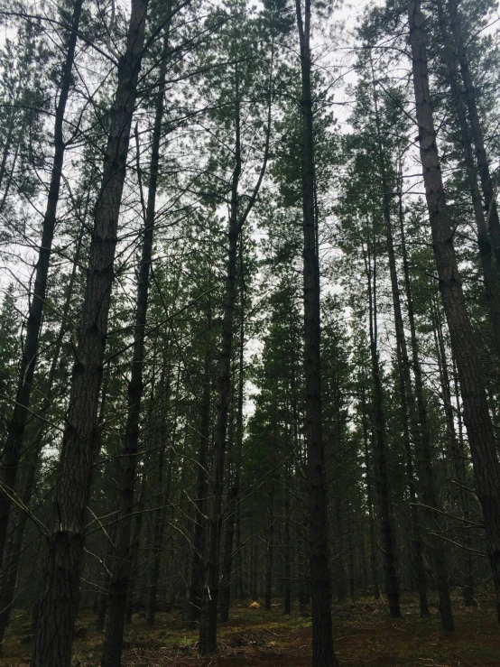 a field with some pine trees and no leaves