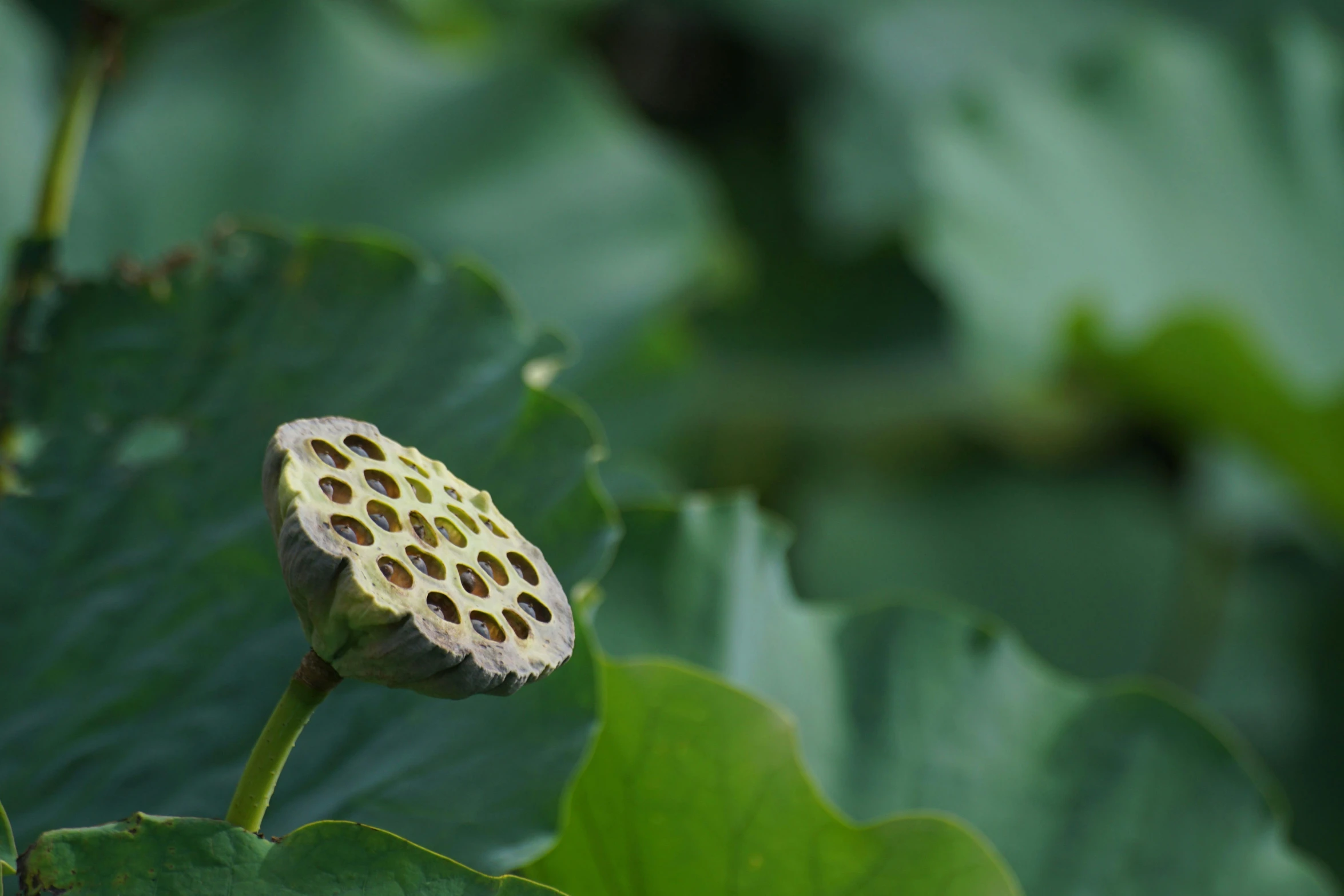 the flower of a lotus plant with very large leaves