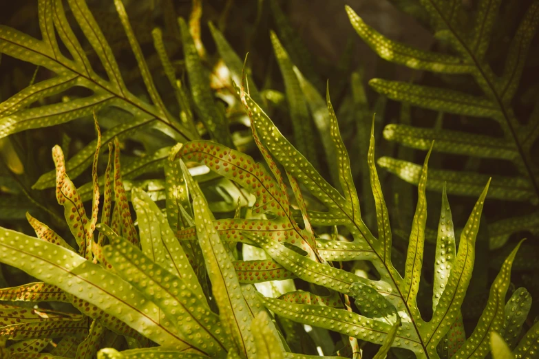 a close up of some very big leaves