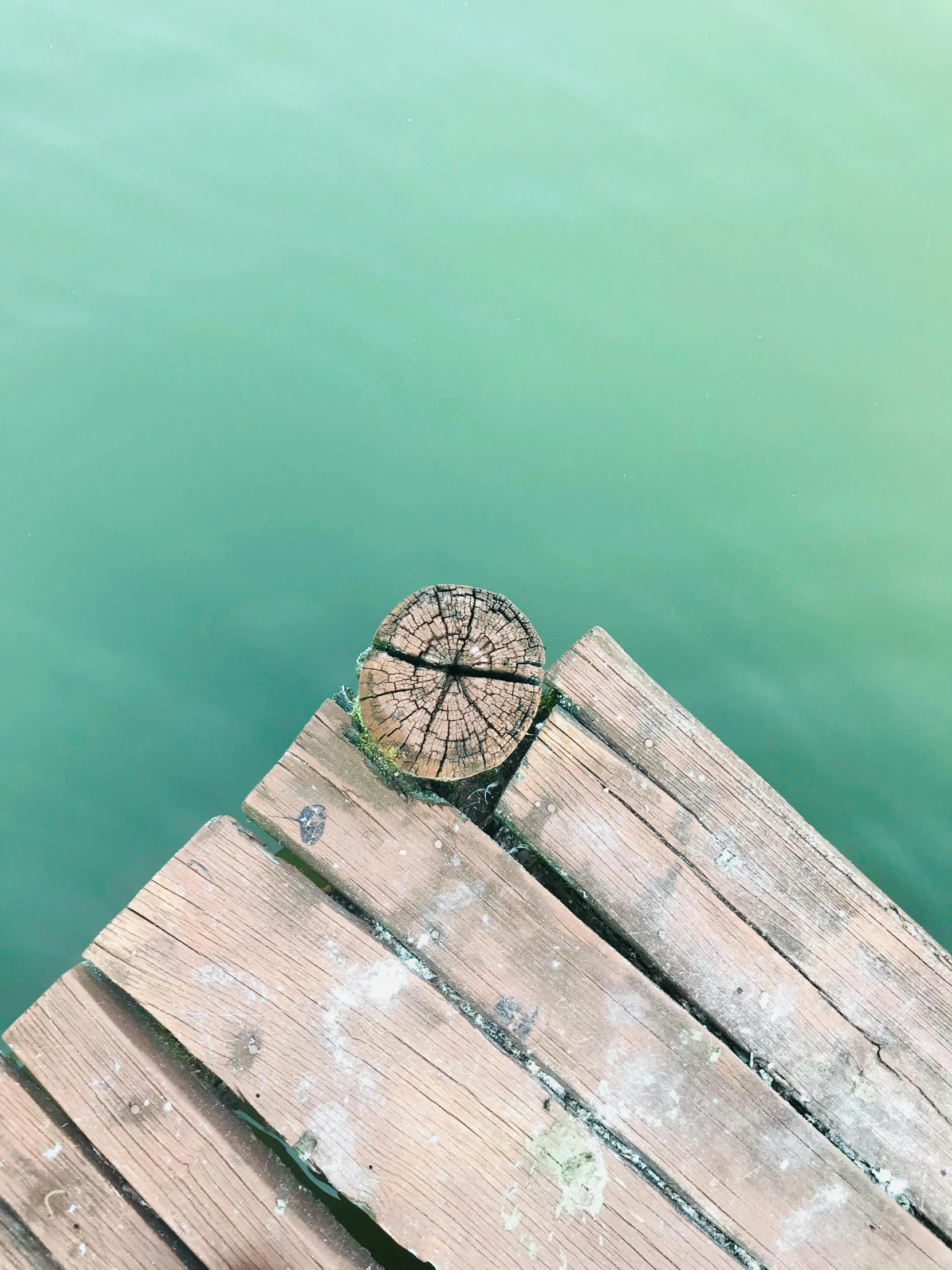 a fish laying on a wooden dock by the water