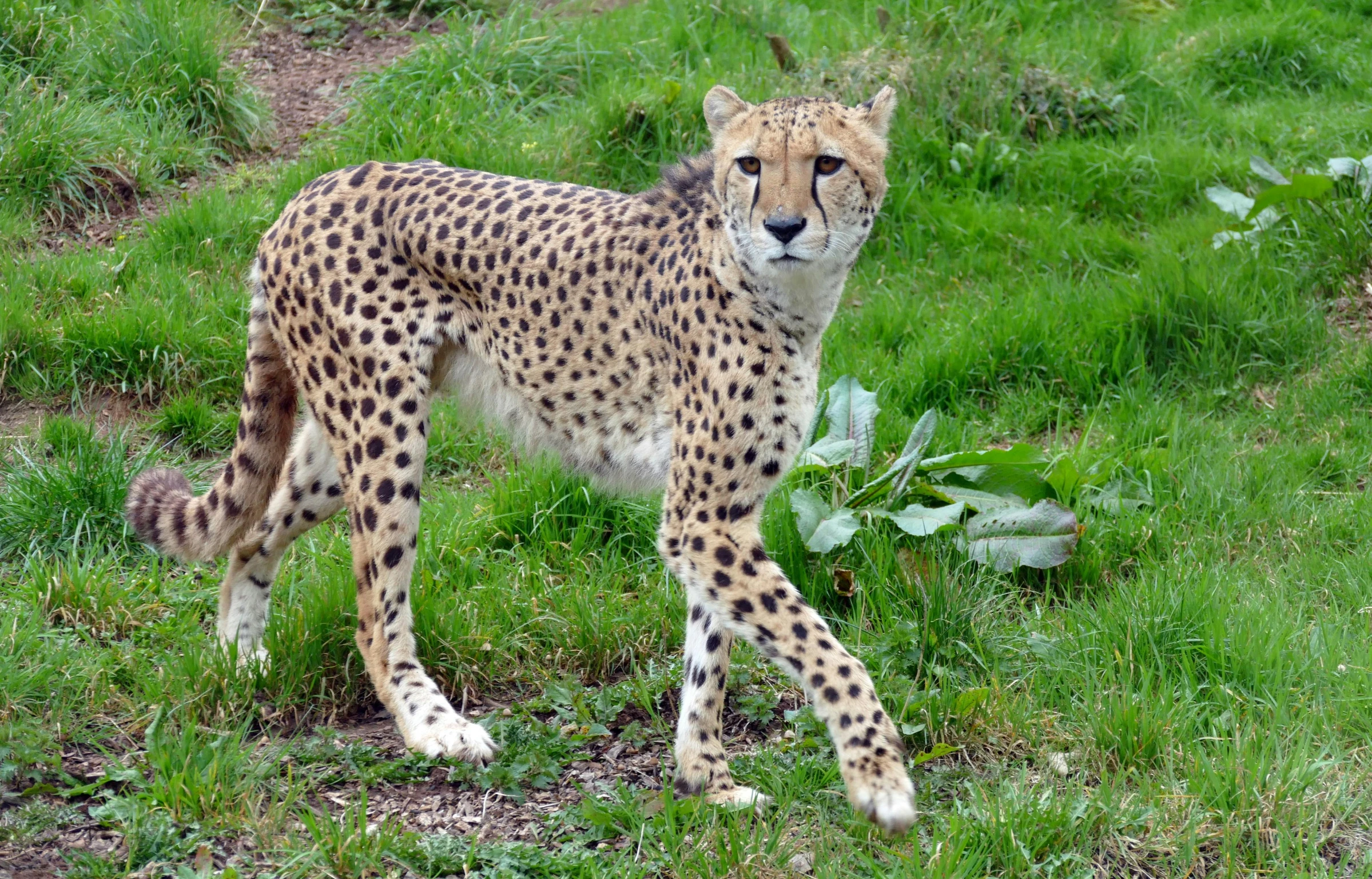 a cheetah standing on grass next to a dirt path