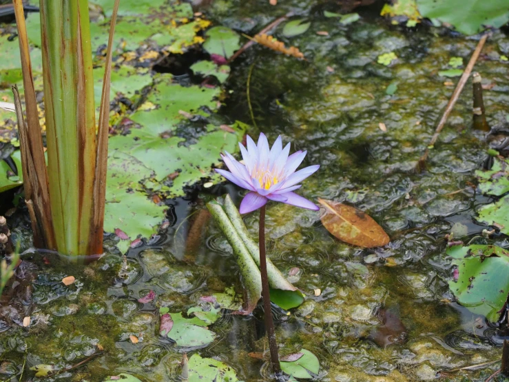 a pond full of water lilys in the rain